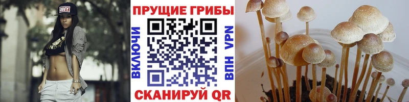 Псилоцибиновые грибы ЛСД  купить   Аркадак 